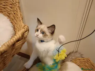 Ragdoll cats Ready active kittens Champion status Dad - Advert 2