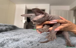 Sphynx cats for sale: Four 😍 SPHYNX kittens  - Image 21