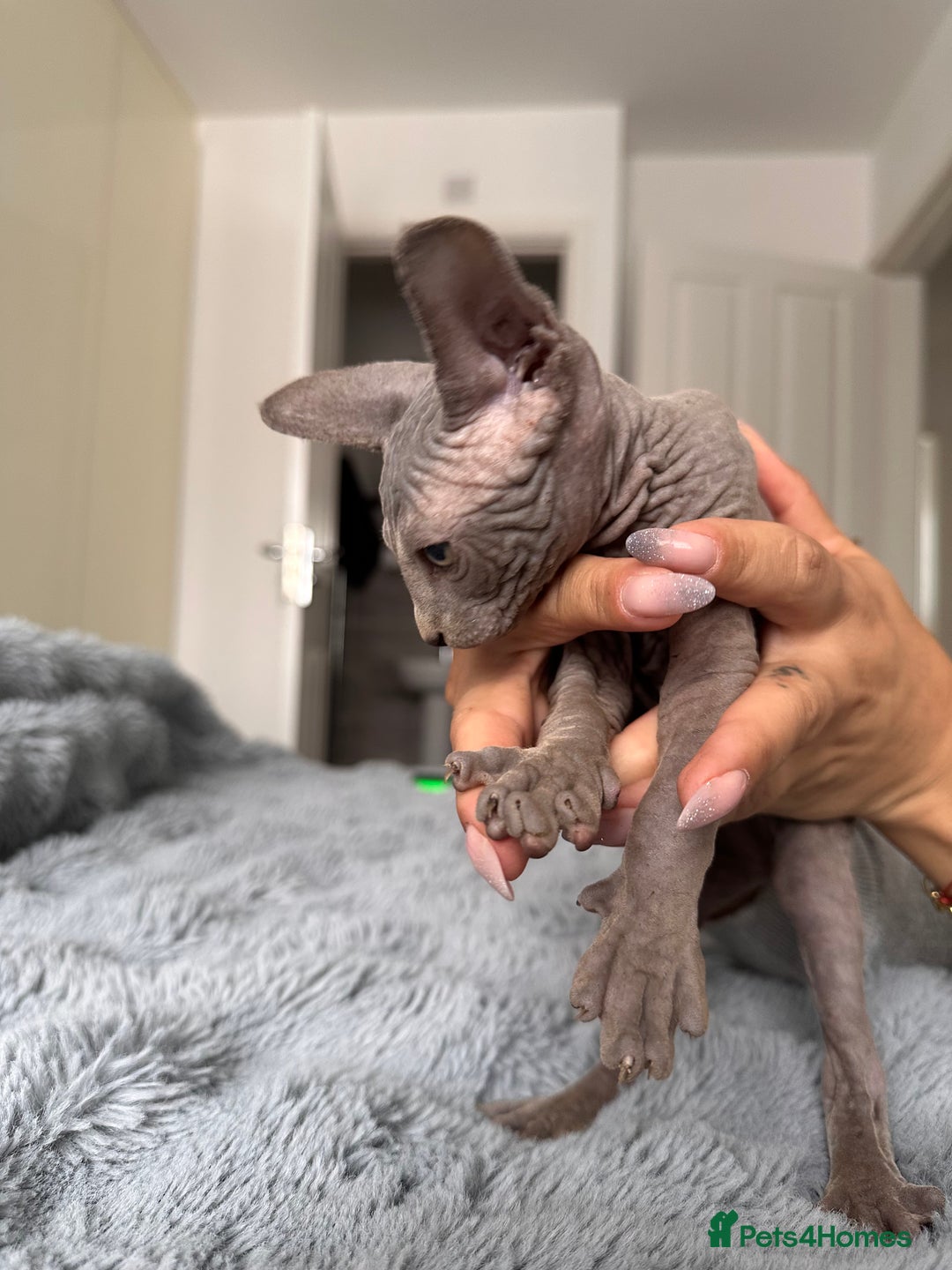 Sphynx cats for sale: Four 😍 SPHYNX kittens  - Image 21