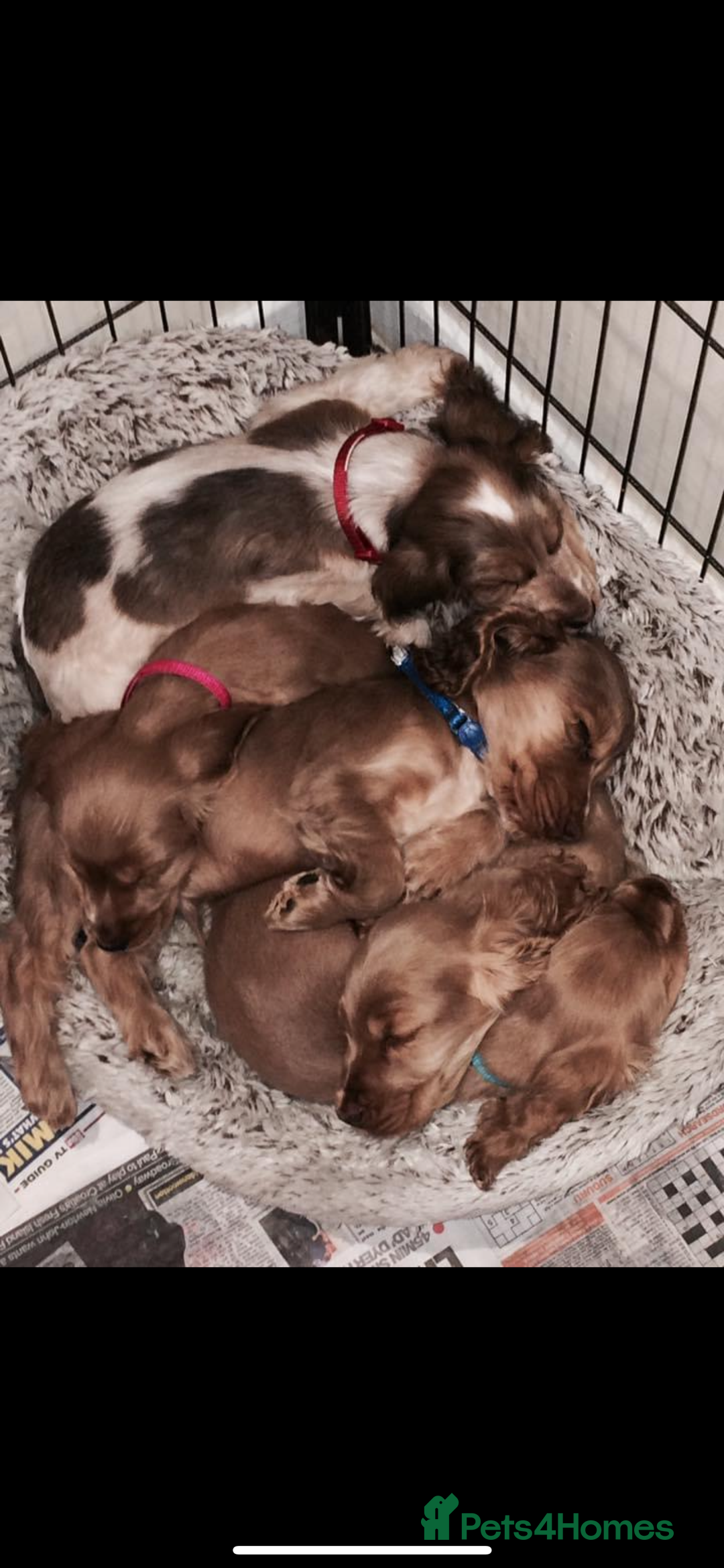 Cocker Spaniel dogs for stud: PROVEN ! Show type Cocker Spainel for stud duties  in Rugby - Image 10