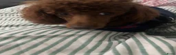 Miniature Poodle dogs for stud: Teddy  - Advert 18