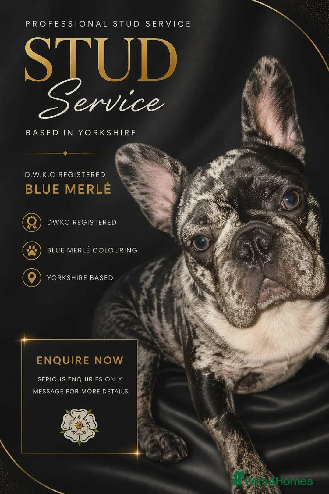 French Bulldog dogs for stud: Stunning merle French bulldogs  - Advert 2