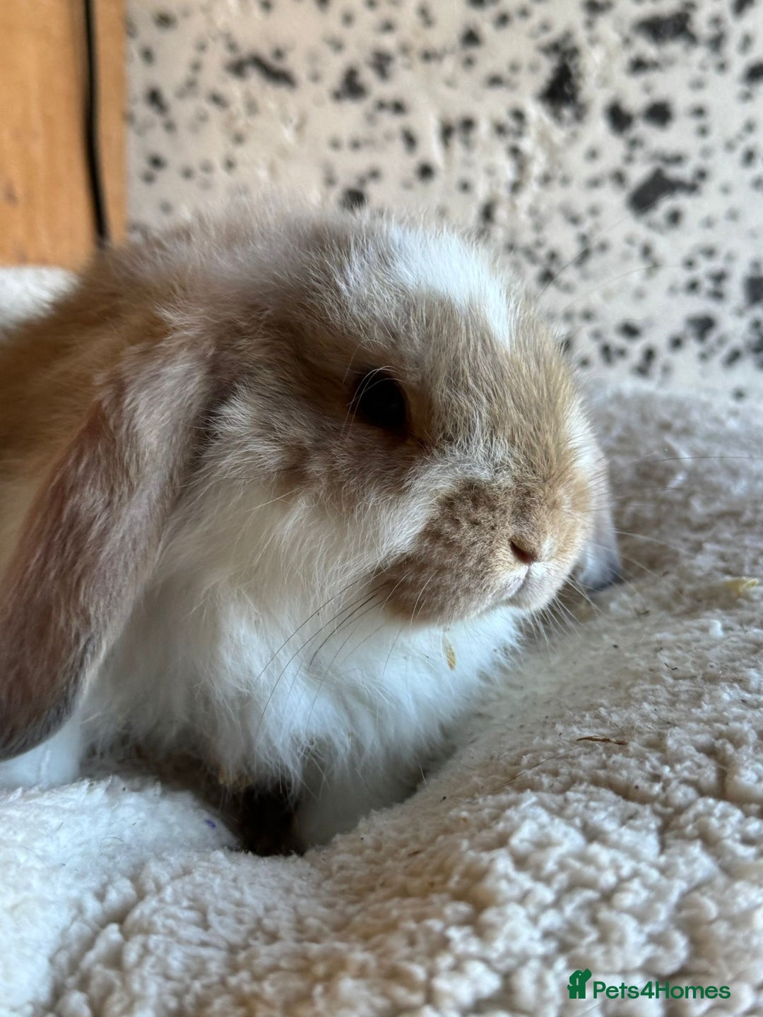 French Lop rabbits for sale: Purebred French Lop baby rabbits for sale  - Advert 3