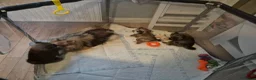 Pomeranian dogs for sale: 1 beautiful pomeranian boy  - Advert 11