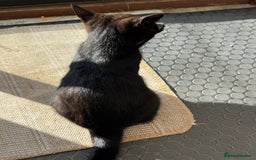 Domestic Shorthair cats for sale: Gorgeous kittens looking for lovely home - Image 4