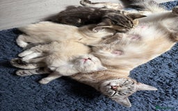 Ragdoll cats for sale: Ragdoll kittens  - Image 5