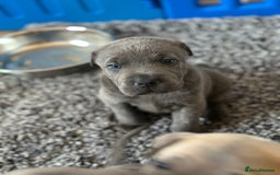 Mixed Breed dogs for sale: Ready to leave!! Staffy X Shar Pei puppies puppy - Image 25