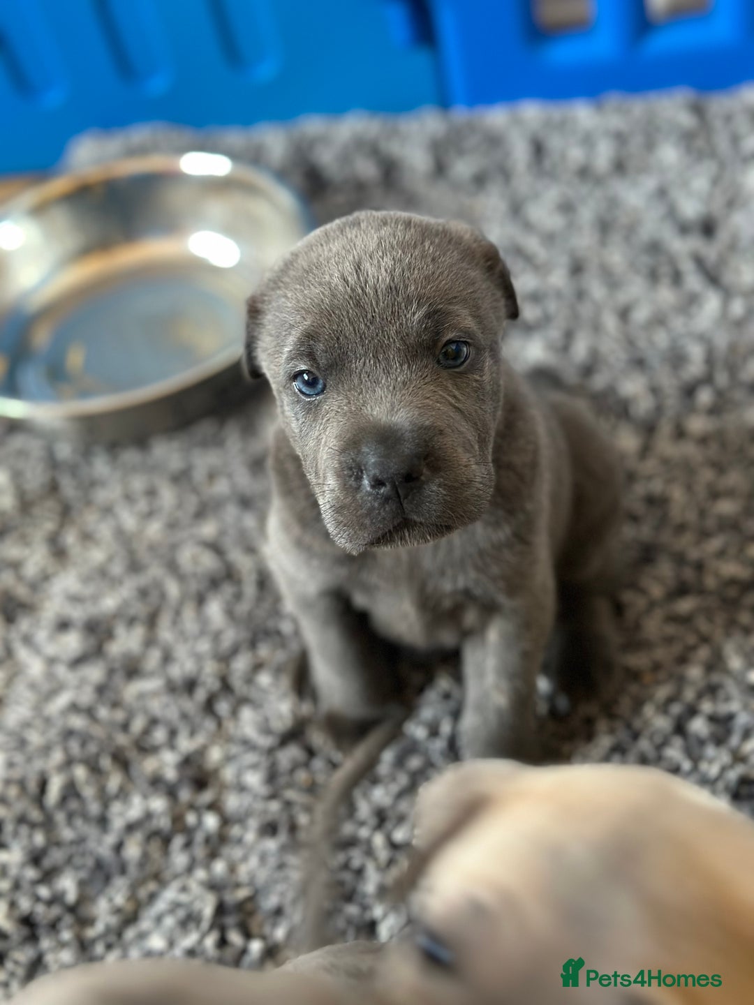 Mixed Breed dogs for sale: Ready to leave!! Staffy X Shar Pei puppies puppy - Image 25