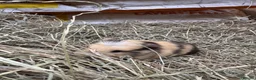 Guinea Pig rodents for sale: 2 wonderful guinea pig very friendly  - Advert 3