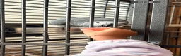 Parrots birds for sale: African Grey Parrot – 14 Weeks Old in Ashford - Advert 6