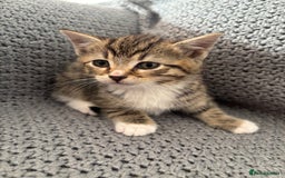 British Shorthair cats for sale: Kittens ready now  - Image 11