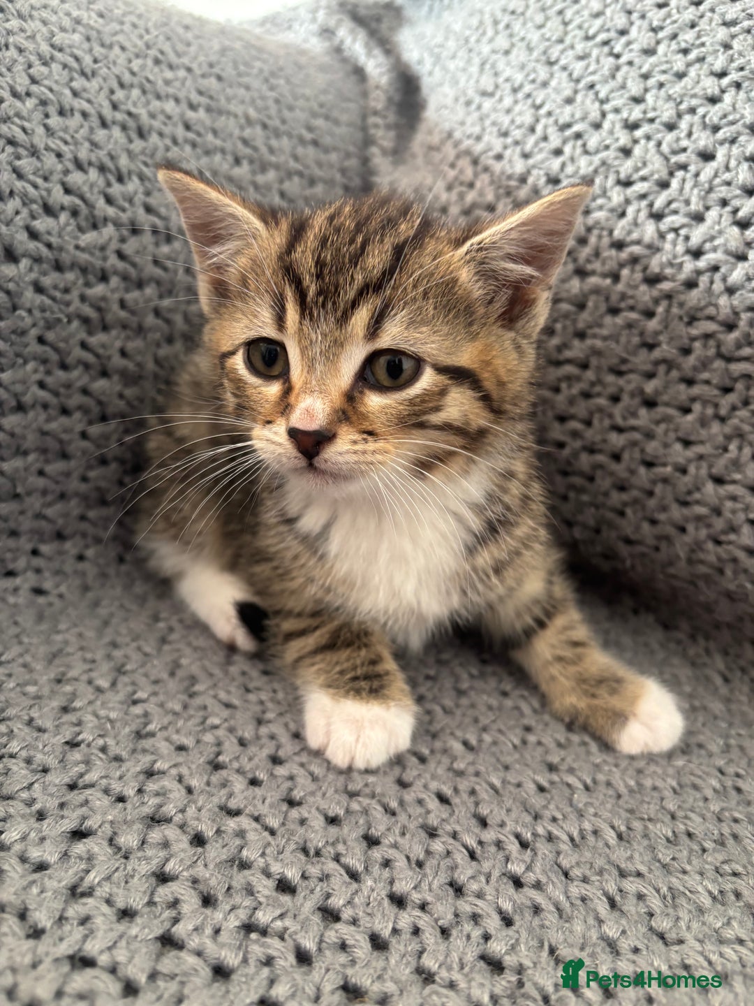 British Shorthair cats for sale: Kittens ready now  - Image 11
