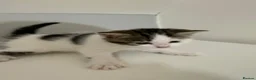 Mixed Breed cats for sale: Beautiful kittens for sale in London - Advert 14