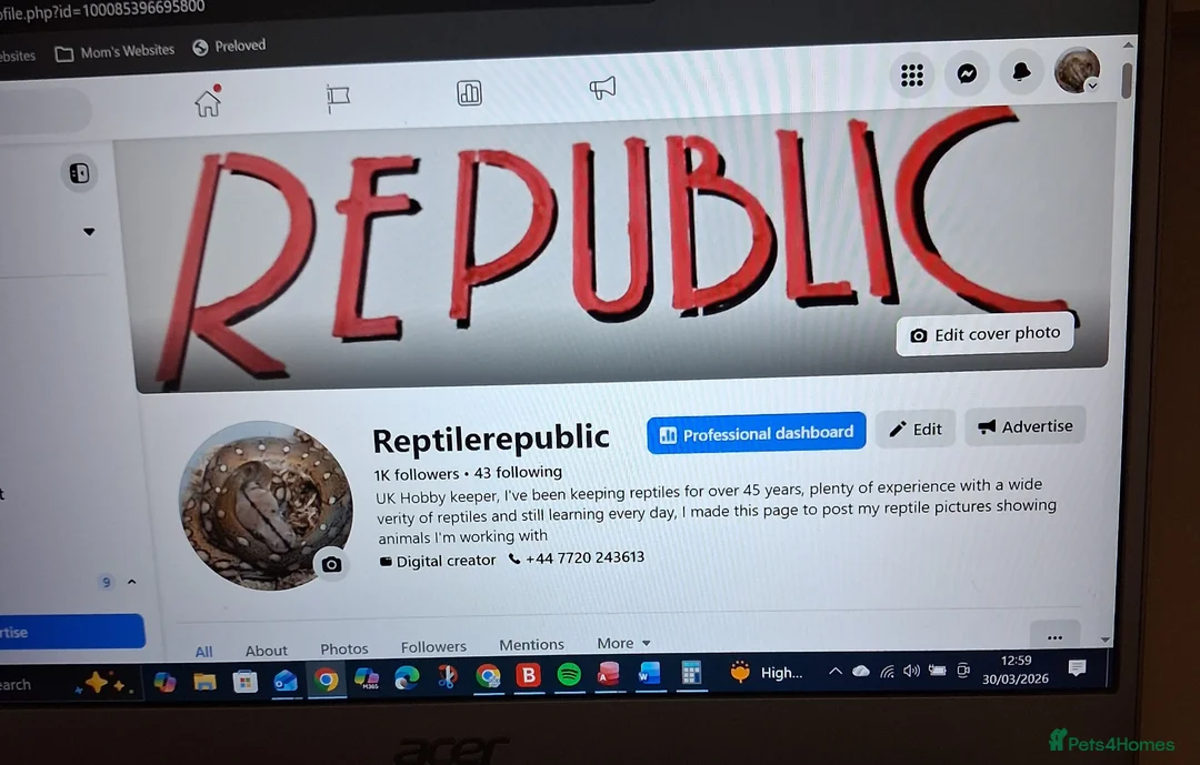 Python Snake reptiles for sale: WheatBelt Stimsons Pythons  - Advert 6