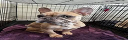 French Bulldog dogs for sale: Female  Merle French bulldog  - Advert 5