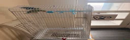Lovebirds birds for sale: 2 lovebirds and a budgie looking for a loving home in Dewsbury - Advert 6