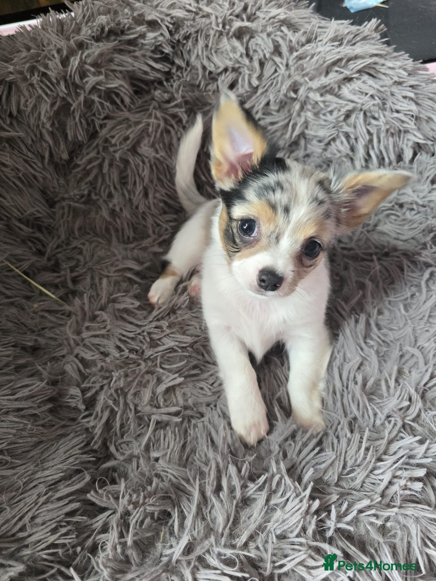 Chihuahua dogs Stunning long haired chihuahua puppies - Advert 7