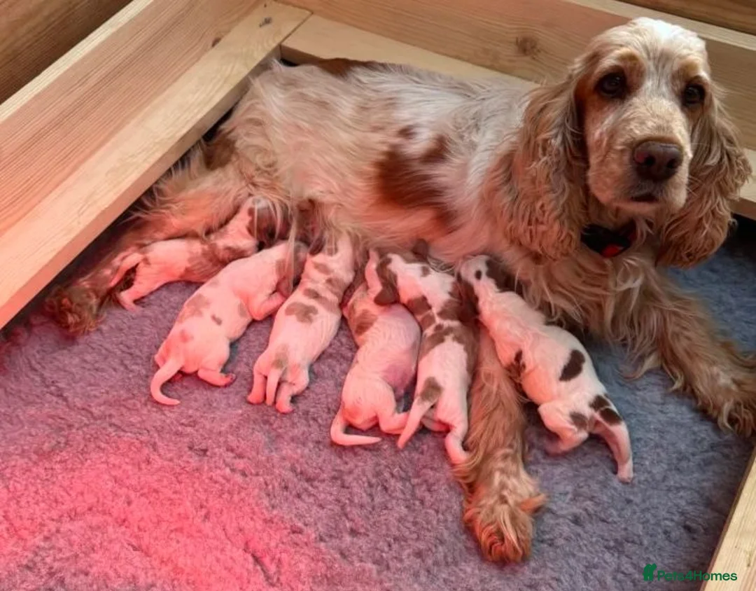 Cocker Spaniel dogs for sale: Cocker Spaniel Puppies–Timeless Charm&Sweet Nature in Bristol - Advert 4
