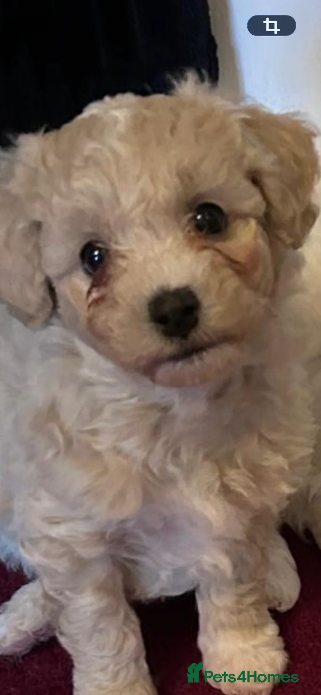 Mixed Breed dogs for sale:  Cavapoochon   - Advert 11