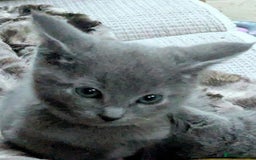 Russian Blue cats for sale: RB kittens Pedigree London  - Image 10