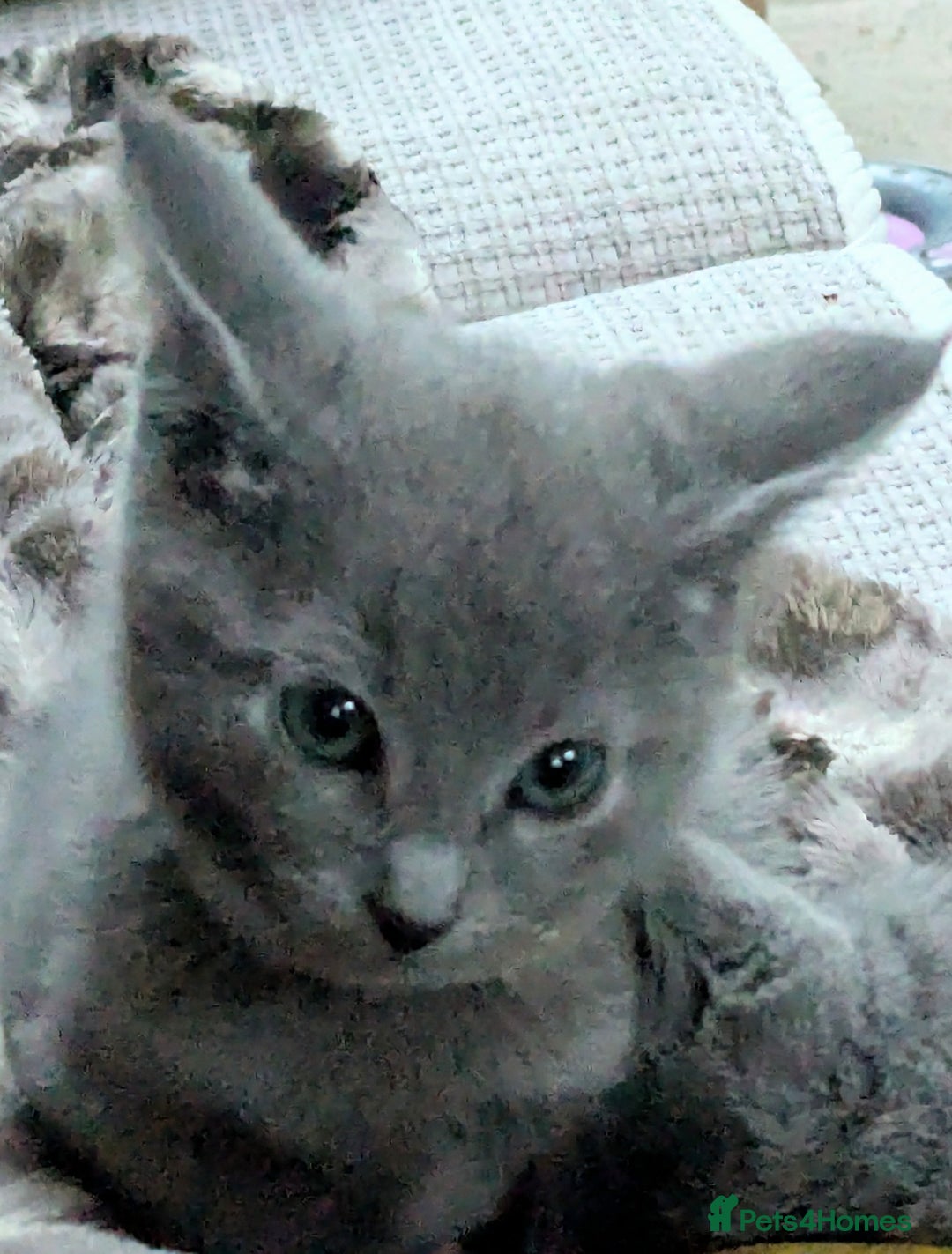 Russian Blue cats for sale: RB kittens Pedigree London  - Image 10