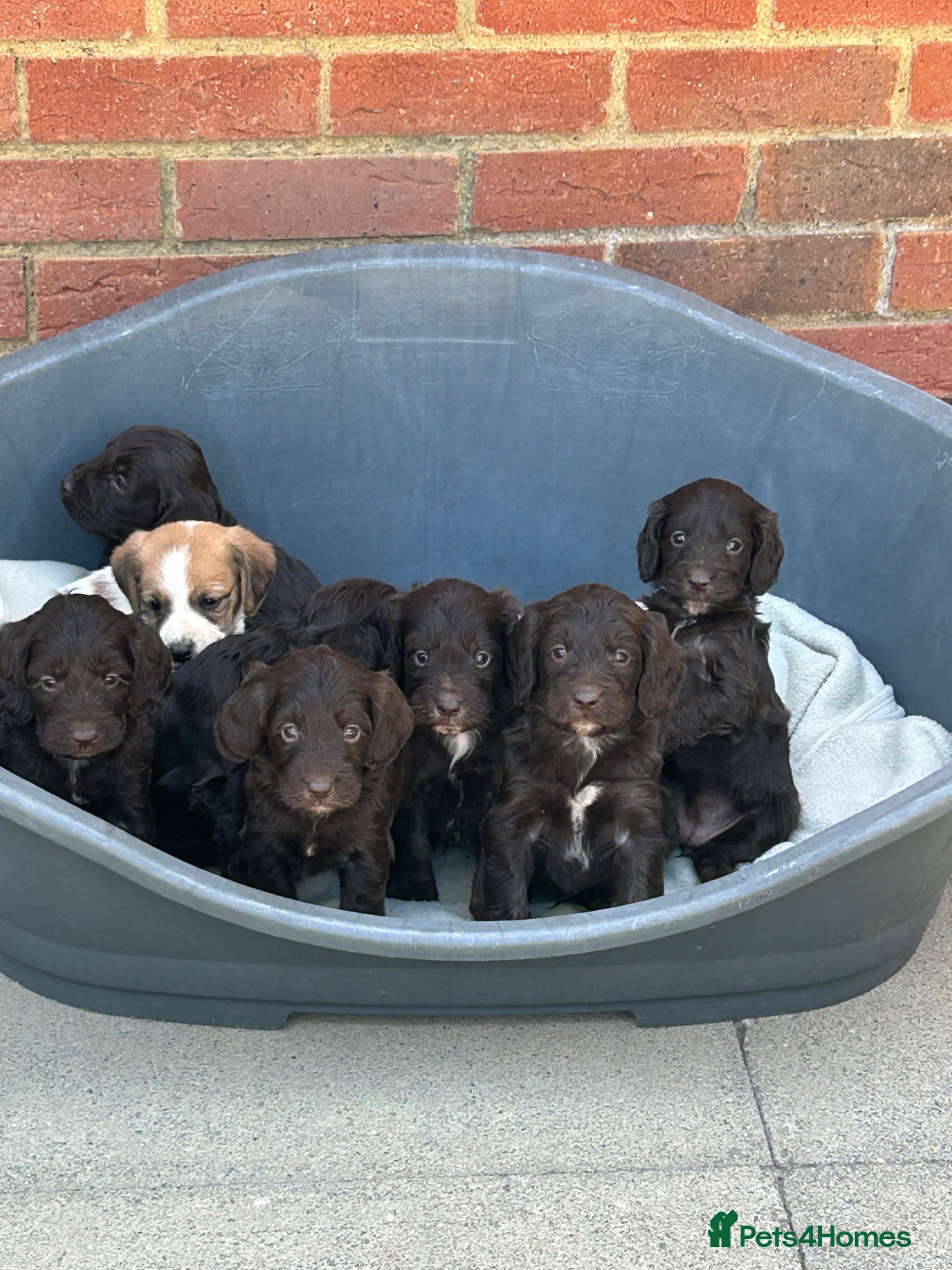Cockapoo dogs Cockapoos lovely chocolate puppies - Advert 10
