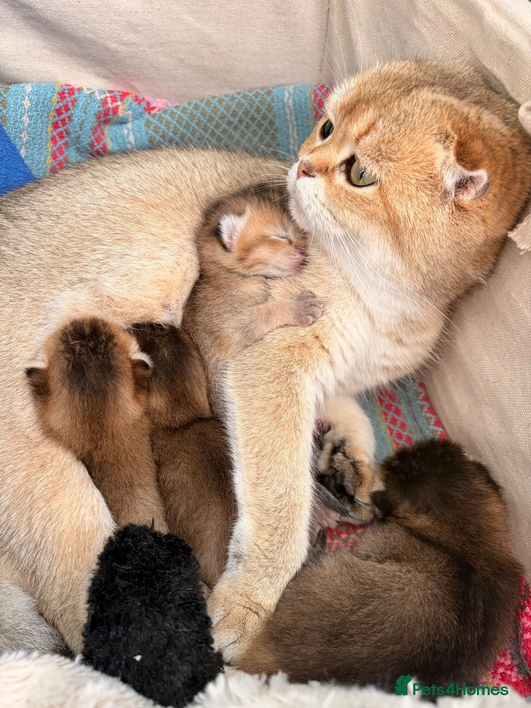 Scottish Fold cats for sale: Scottish Fold X Kittens  in Forest Row - Advert 5