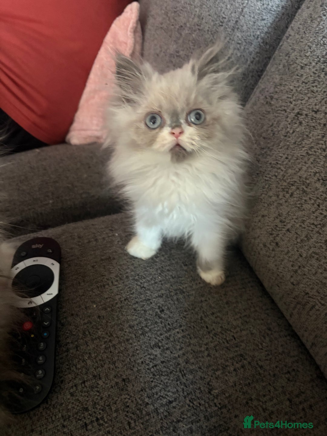 Persian cats for sale: Beautiful Persian/Ragdoll kittens - Image 8