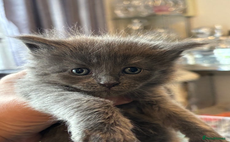Ragdoll cats - Advert 13