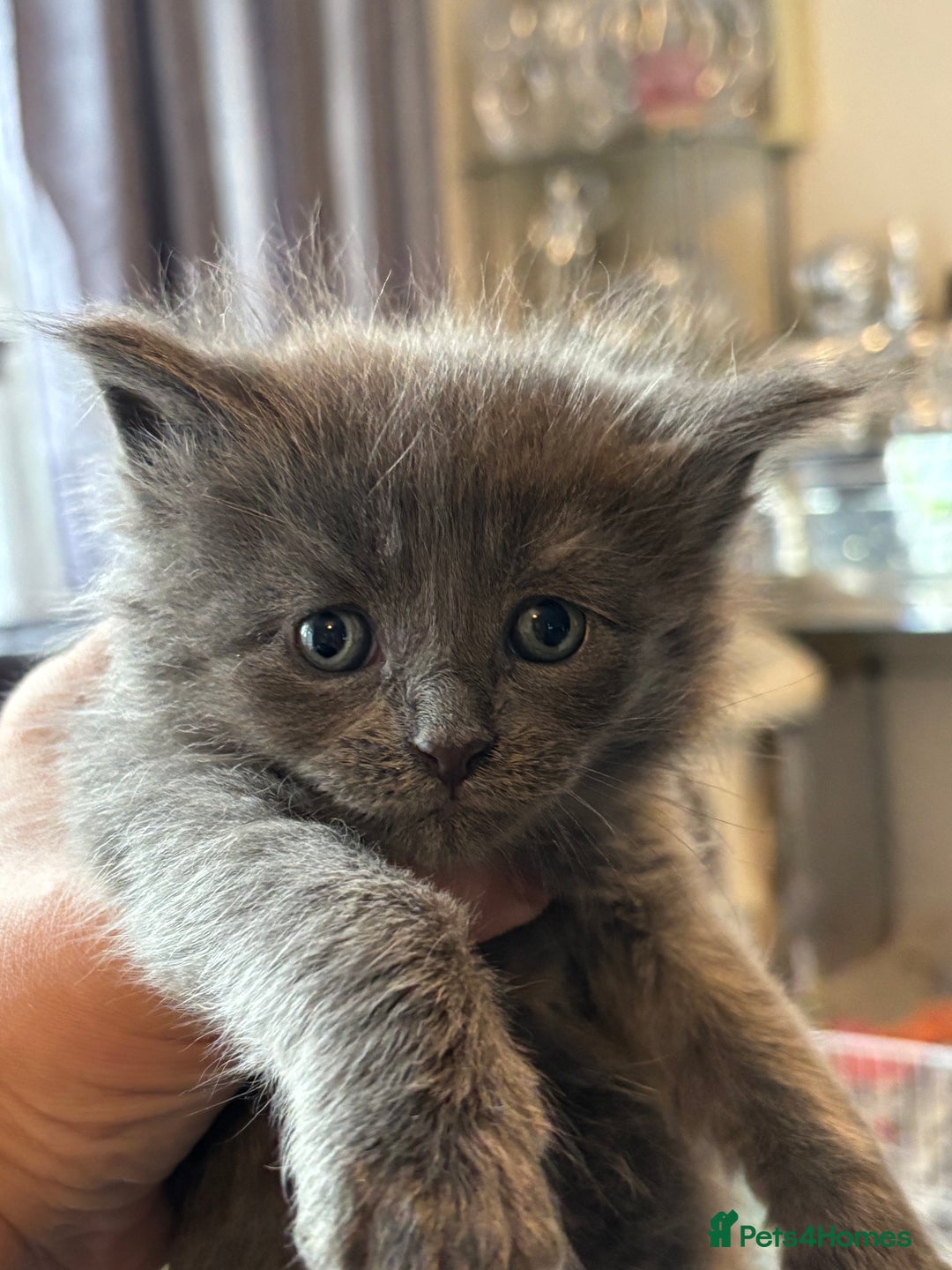 Ragdoll cats for sale: Half Ragdoll / maincoon kittens for sale  - Image 1