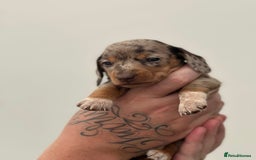 Miniature Dachshund dogs for sale: Smooth haired Miniature Dachshund - Image 28