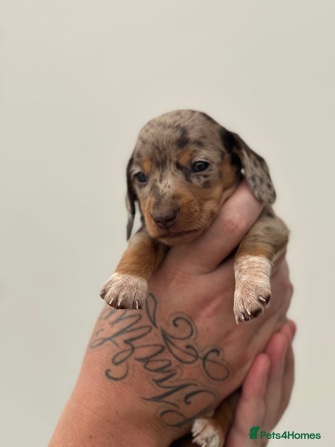 Miniature Dachshund dogs for sale: Smooth haired Miniature Dachshund - Image 28