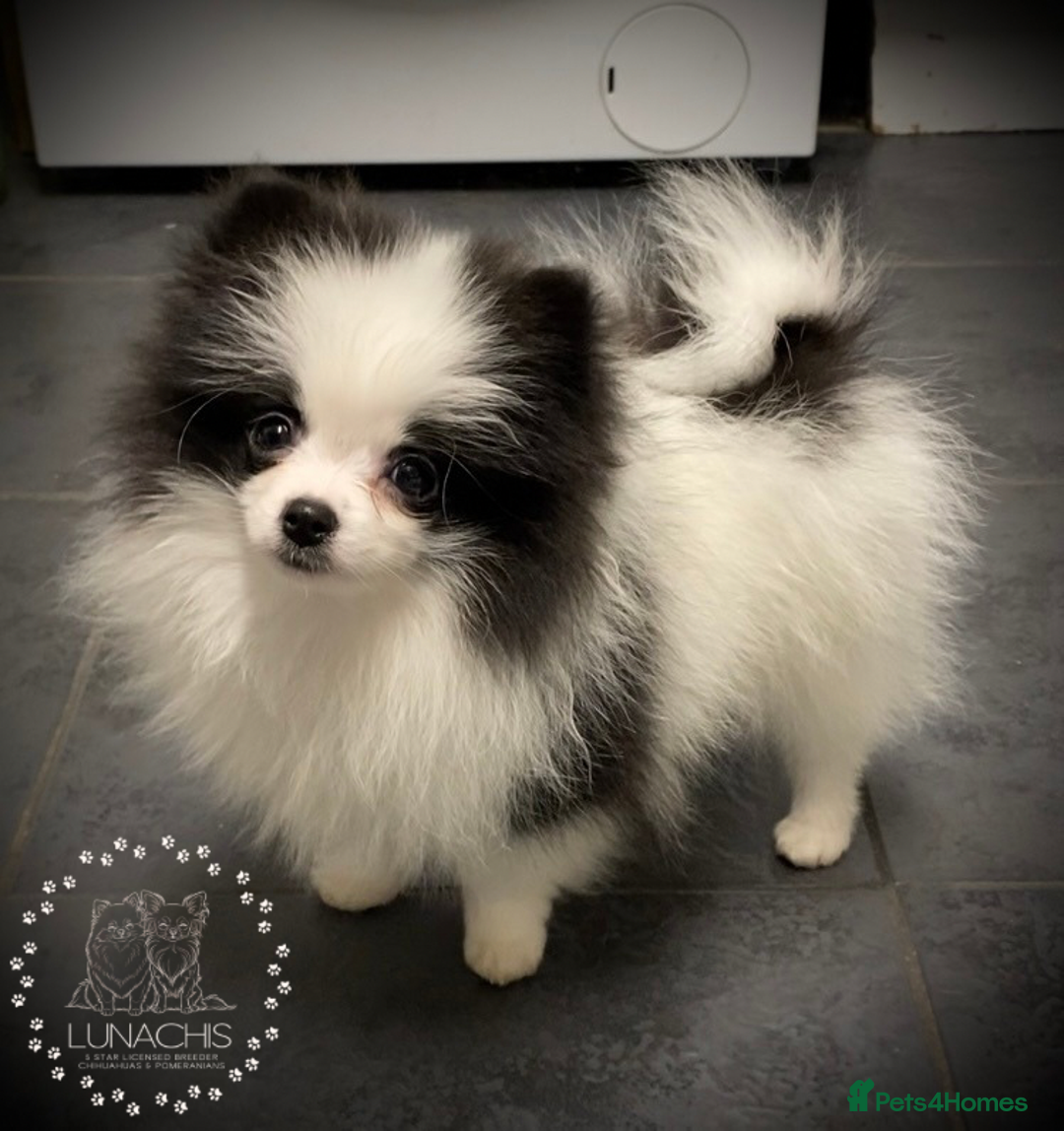 Pomeranian dogs for sale: Stunning Pomeranian puppies - Advert 13