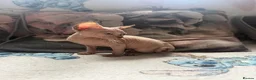 Sphynx cats for sale: Sphynx kittens  - Advert 6