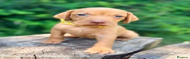 Yellow Collar Female