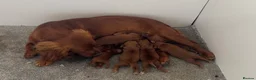Cocker Spaniel dogs for sale: Adorable Red Cocker Spaniel Puppies 🐶❤️ - Advert 1