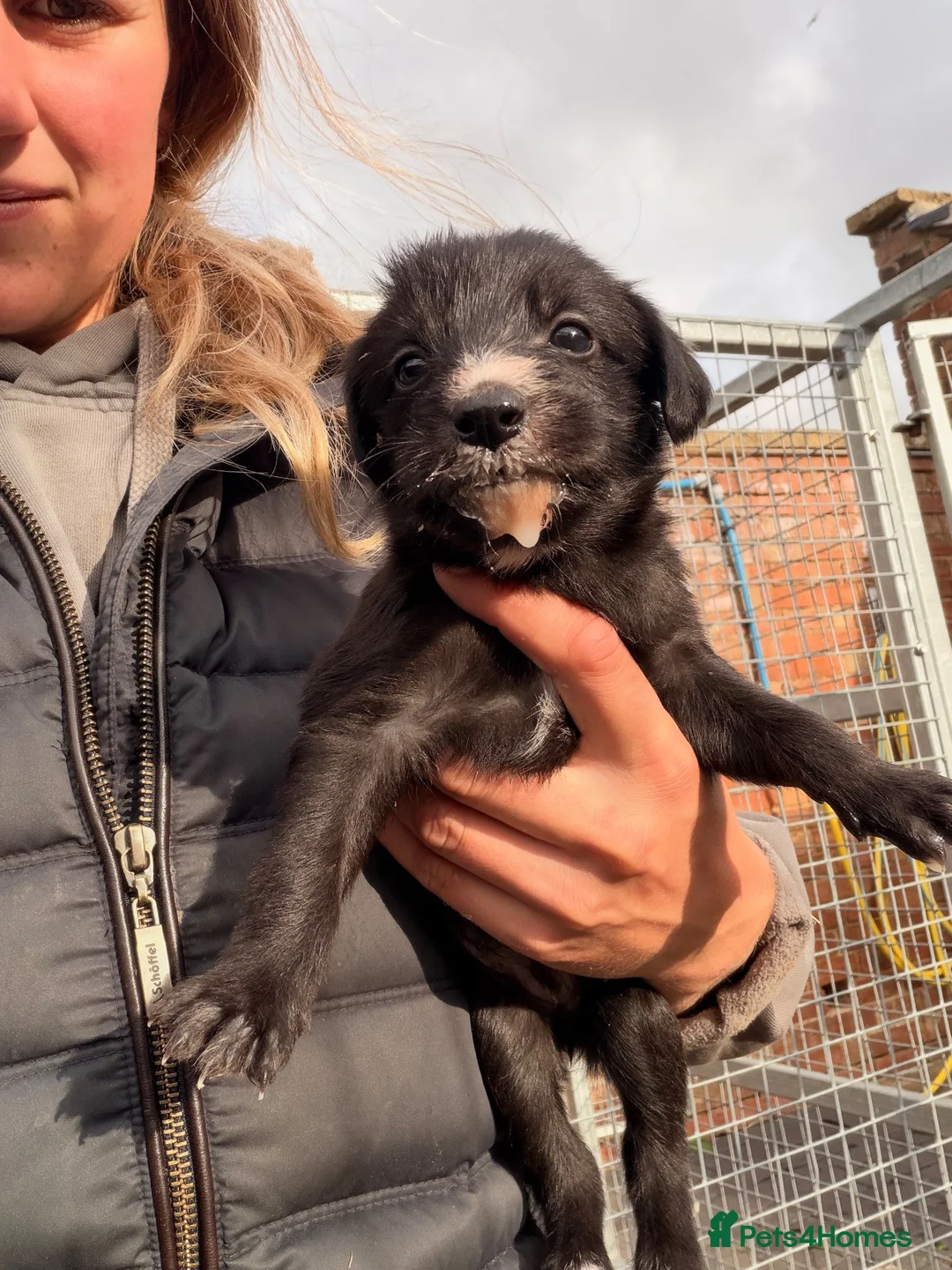 Mixed Breed dogs for sale: Bedlington whippet x lurcher  in Broadway - Advert 7