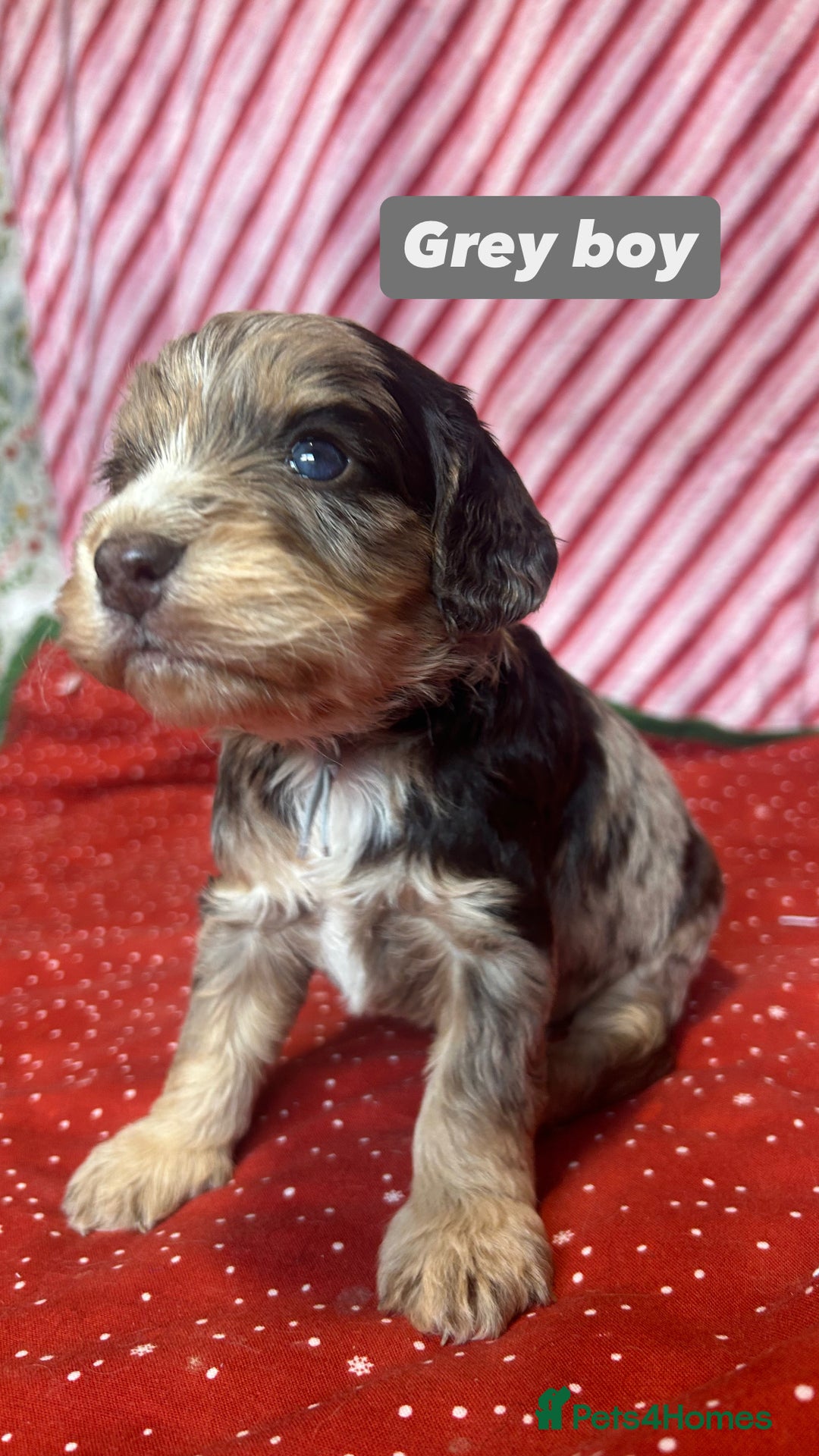 Cockapoo dogs for sale: Cute F1 cockapoo puppies  - Advert 27