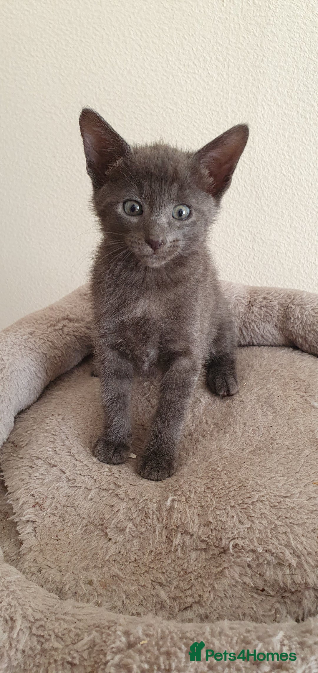 Mixed Breed cats for sale: Beautiful Siamese Cross Kittens - Image 14