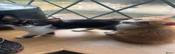 Domestic Shorthair cats for sale: 2 beautiful kittens for sale  in Blackburn - Advert 1