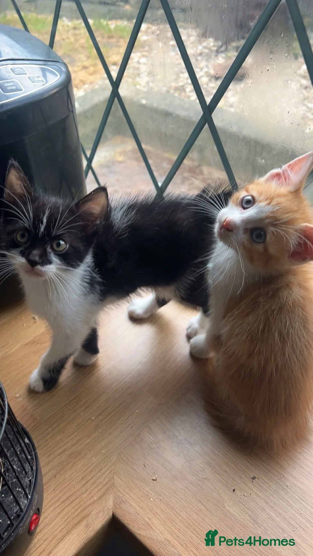 Domestic Shorthair cats for sale: 2 beautiful kittens for sale  in Blackburn - Advert 1