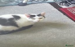 British Shorthair cats for sale: White and black female and male cats - Image 4