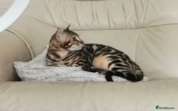 Bengal cats for sale: Stunning bengal adult male  - Image 2