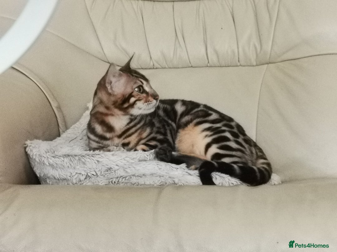 Bengal cats for sale: Stunning bengal adult male  - Image 2