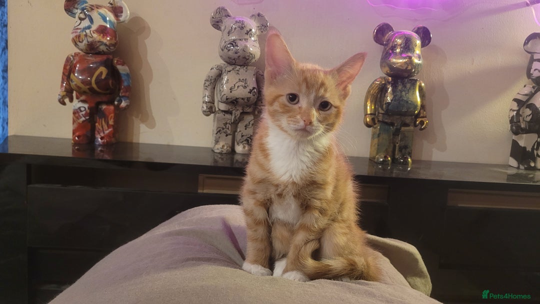 Mixed Breed cats for sale: Three gorgeous kittens available! - Advert 25