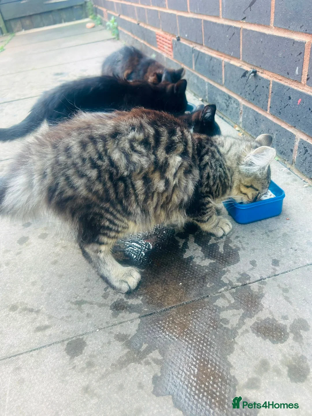 Mixed Breed cats for sale: Kittens for sale - Advert 3