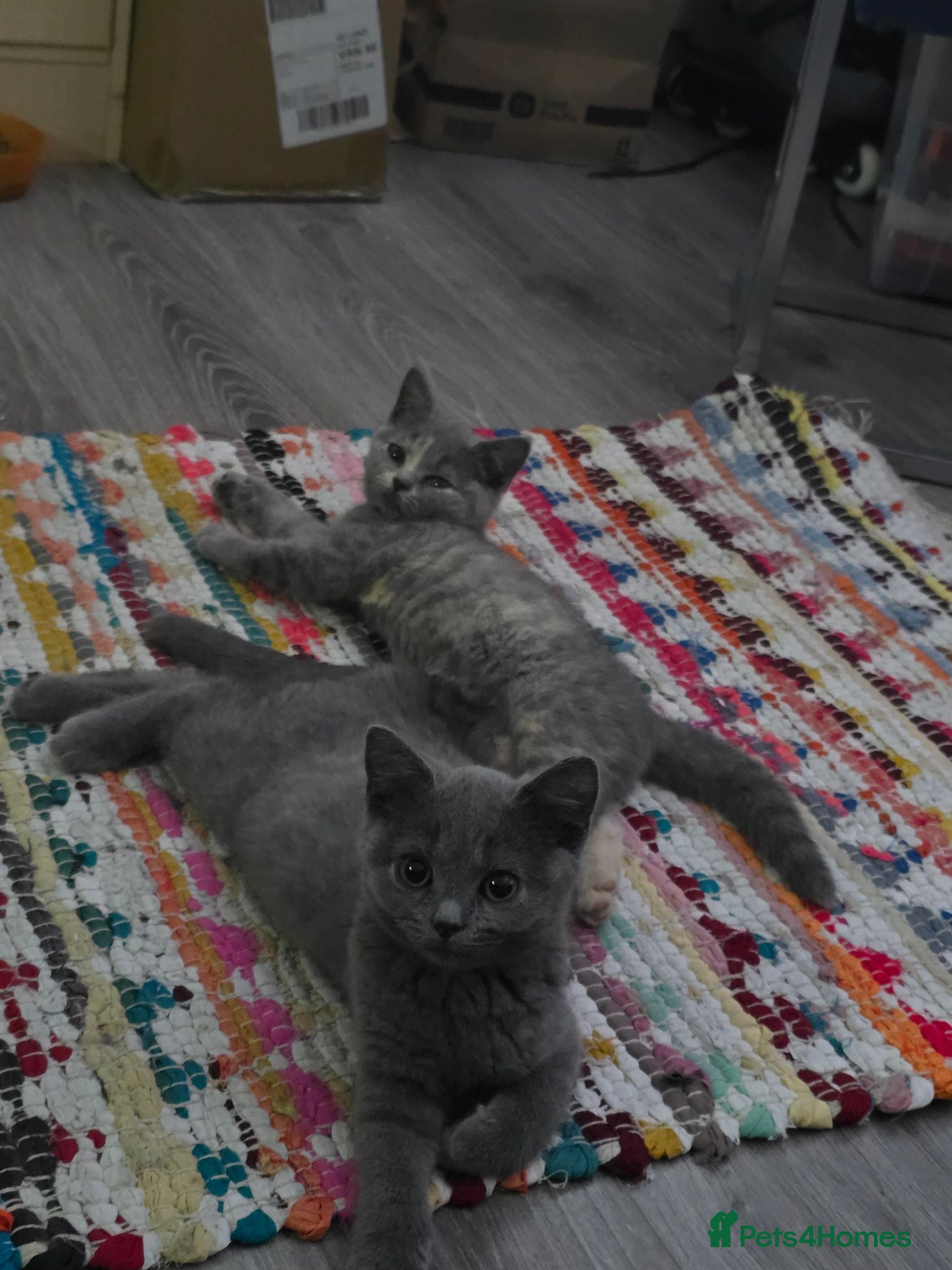 British Shorthair cats British short hair kittens. - Advert 16