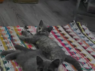 British Shorthair cats British short hair kittens. - Advert 16