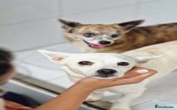 Chihuahua dogs for adoption: Copita - Image 4