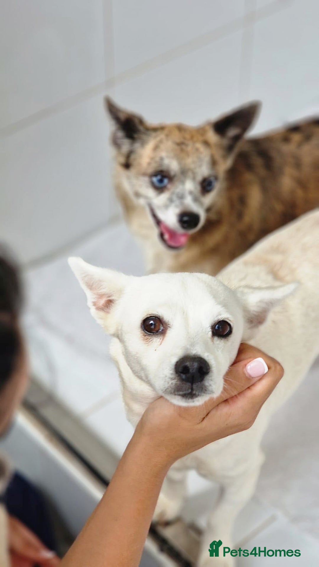 Chihuahua dogs for adoption: Copita - Image 4